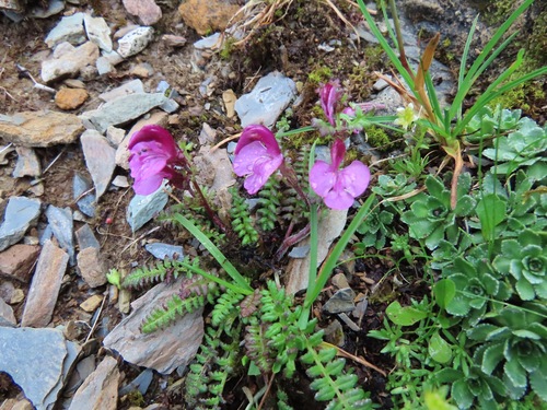 Image of Pedicularis kerneri by (c) Marco Mussita, some rights reserved (CC BY)