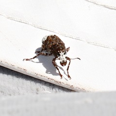 Eurymycter fasciatus