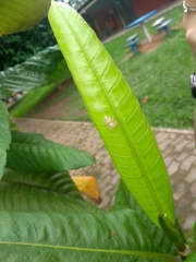 Thyene coccineovittata