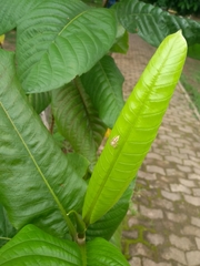 Thyene coccineovittata