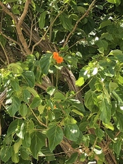 Cordia subcordata