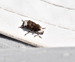 Eurymycter fasciatus
