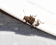 Eurymycter fasciatus