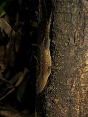 Anolis uniformis