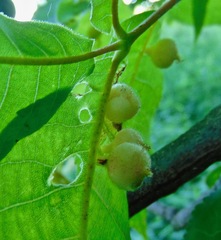 Phylloxera caryaegummosa
