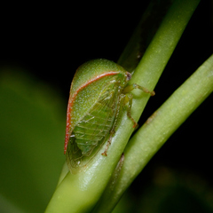 Spissistilus festinus