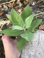 Pluchea odorata odorata