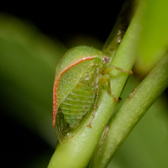 Spissistilus festinus