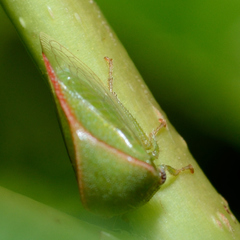 Spissistilus festinus