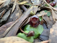 Corybas fimbriatus