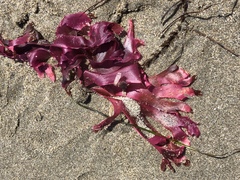 Rhodymeniaceae