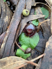 Corybas fimbriatus