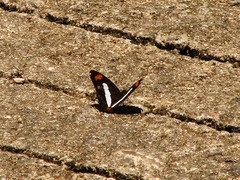 Adelpha iphiclus iphiclus