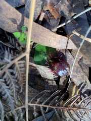 Corybas fimbriatus