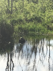 Trachemys scripta scripta