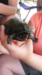 Kinosternon sonoriense