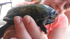 Kinosternon sonoriense