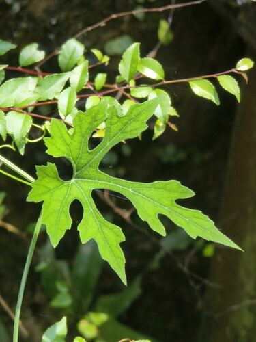 Trichosanthes laceribracteata iNat (2)