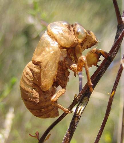 Common Cicada, photo 7 of 8