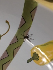 Herpyllus propinquus