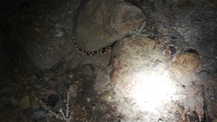 Micruroides euryxanthus euryxanthus