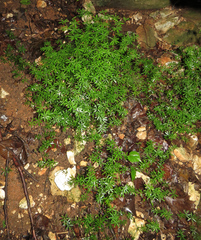 Galium concinnum