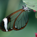 Mariposas de Cristal - Photo (c) Debs, algunos derechos reservados (CC BY-NC-ND)