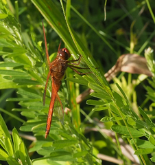 Libellula needhami