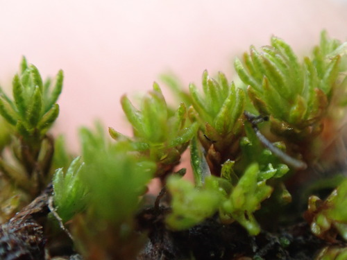Image of Oligotrichum hercynicum by no rights reserved