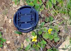Viola biflora biflora