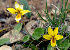 Viola biflora biflora