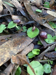 Corybas fimbriatus
