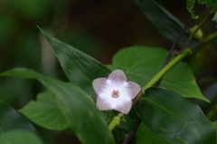 Polystemma guatemalense