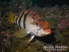 Hypoplectrodes nigroruber