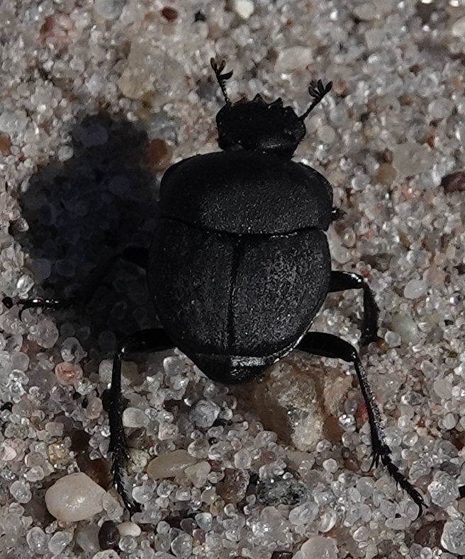 Melanocanthon nigricornis