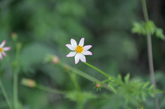 Cosmos caudatus