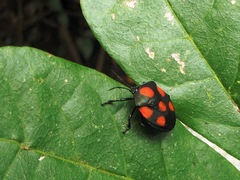 Brachystethus rubromaculatus