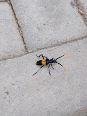 Pachyteria dimidiata