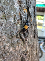 Pachyteria dimidiata