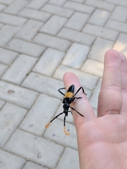 Pachyteria dimidiata