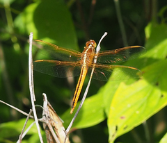 Libellula needhami