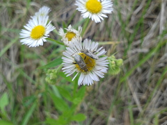 Stictopleurus minutus