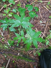 Hydrophyllum tenuipes