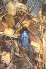 Pasimachus marginatus