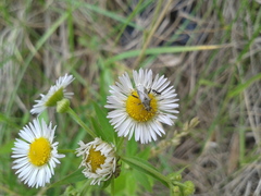 Stictopleurus minutus