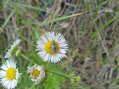 Stictopleurus minutus