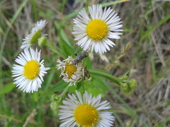 Stictopleurus minutus