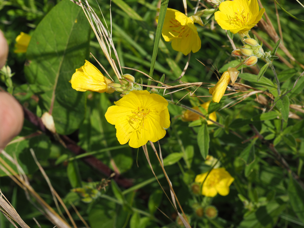 narrowleaved sundrops from 14050 Dawson Beach Rd, Woodbridge, VA 22191
