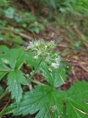 Hydrophyllum tenuipes