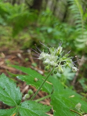 Hydrophyllum tenuipes